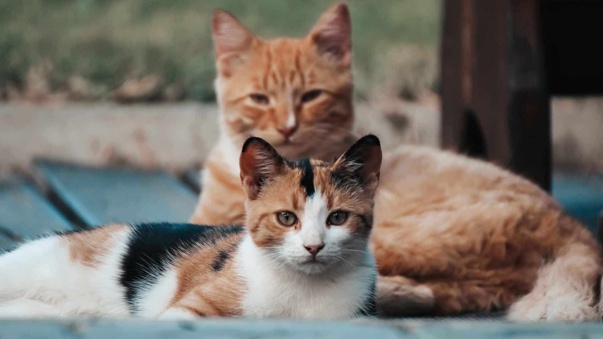 Nombres para gatos machos fotos